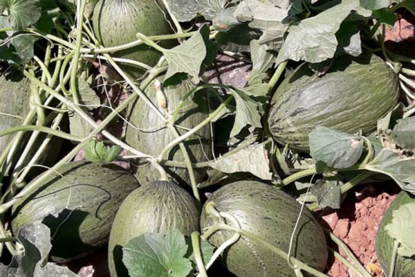 enza-zaden-melon-house-fair-piel-de-sapo-camacho-08
