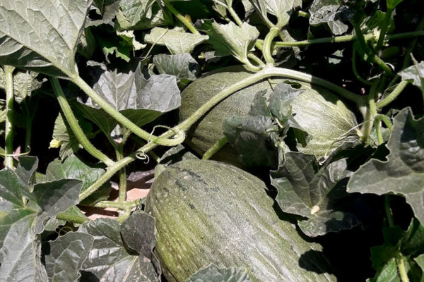 enza-zaden-melon-house-fair-piel-de-sapo-camacho-09