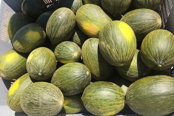 enza-zaden-melon-house-fair-piel-de-sapo-camacho-11