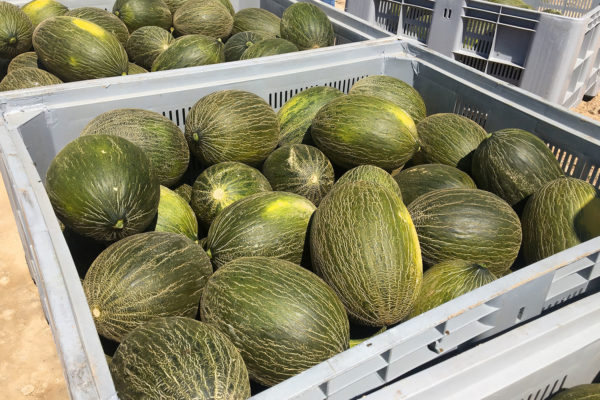 enza-zaden-melon-house-fair-piel-de-sapo-camacho-12