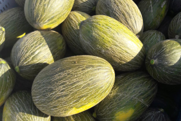 enza-zaden-melon-house-fair-piel-de-sapo-campuzano-01