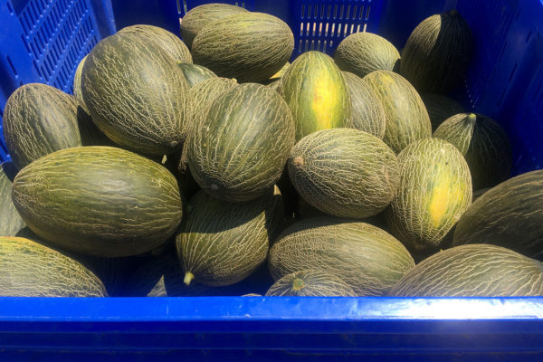 enza-zaden-melon-house-fair-piel-de-sapo-campuzano-05