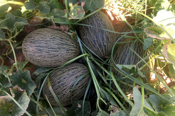 enza-zaden-melon-house-fair-piel-de-sapo-campuzano-06