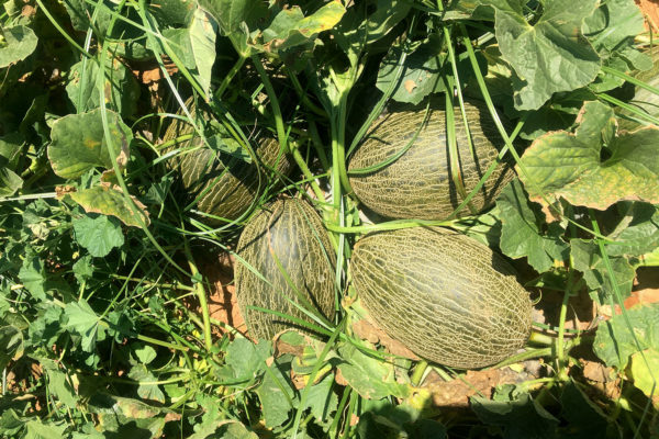enza-zaden-melon-house-fair-piel-de-sapo-campuzano-07