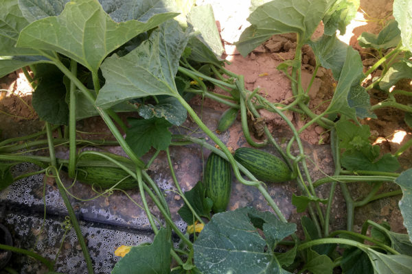 enza-zaden-melon-house-fair-piel-de-sapo-campuzano-08