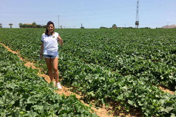 enza-zaden-melon-house-fair-piel-de-sapo-campuzano-09