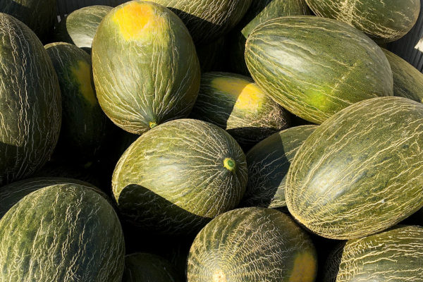 enza-zaden-melon-house-fair-piel-de-sapo-campuzano-10
