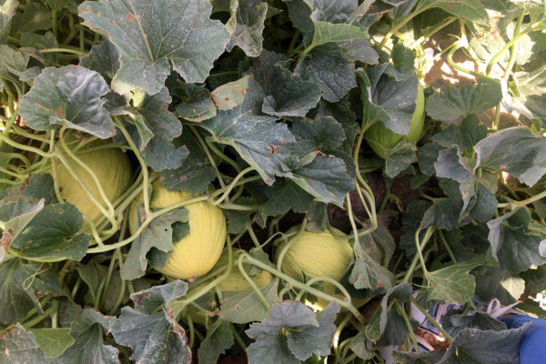 enza-zaden-melon-house-fair-piel-de-sol-02