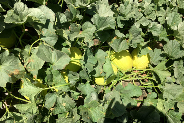 enza-zaden-melon-house-fair-piel-de-sol-03