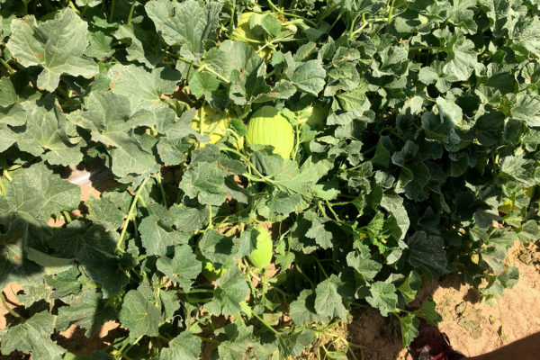 enza-zaden-melon-house-fair-piel-de-sol-04