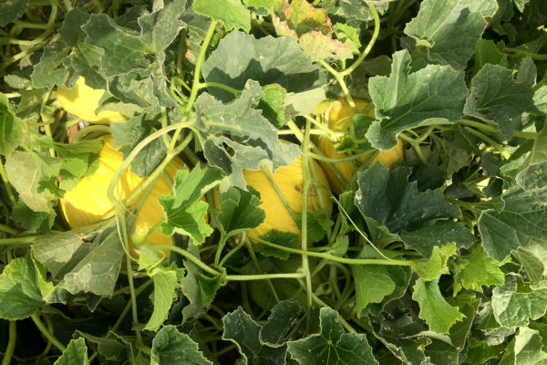 enza-zaden-melon-house-fair-piel-de-sol-06
