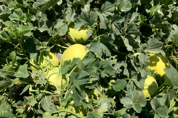 enza-zaden-melon-house-fair-piel-de-sol-07