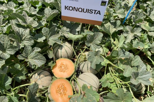 Melon House Fair - Konquista