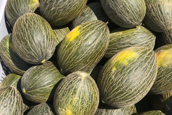 melon-house-fair-piel-de-sapo-campuzano