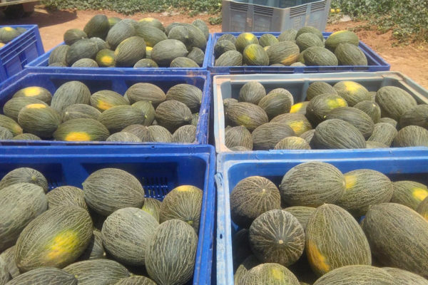 melon-house-fair-piel-de-sapo-campuzano - 2