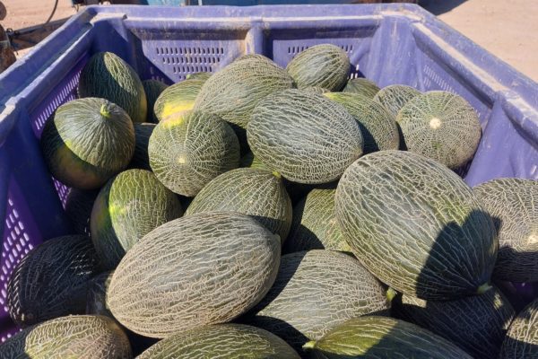 melon-house-fair-piel-de-sapo-campuzano