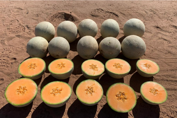 Melon-House-Fair-Fully-Netted-Krypto Melon-House-Fair-Fully-Netted-Krypto